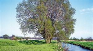 Salix alba - credit all images (except where captioned) Floramedia